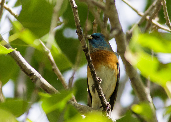 Lazuli Bunting