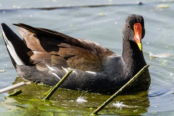 Common Gallinule