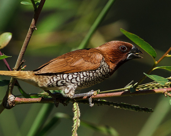Nutmeg Mannikin