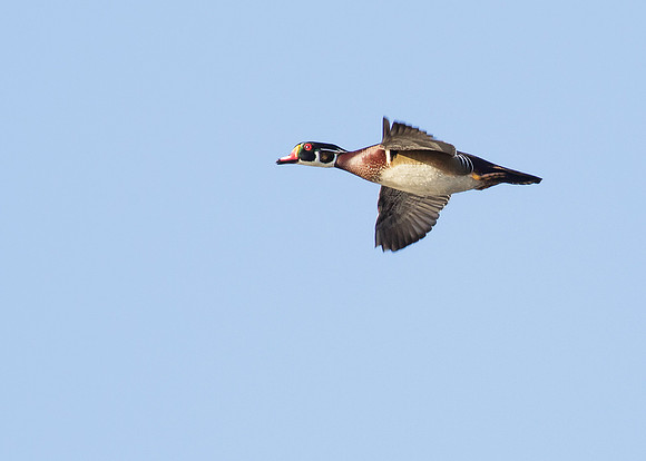 Wood Duck