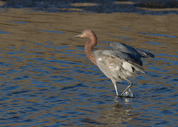 BolsaChica2011-0636