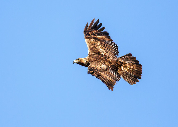 Golden flight