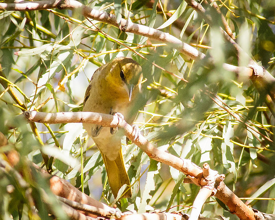 Bullock's Oriole