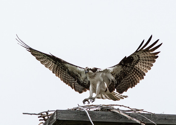 Landing