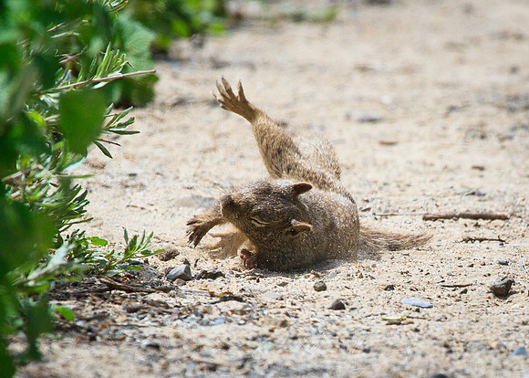 Wipeout