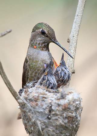 Feeding time