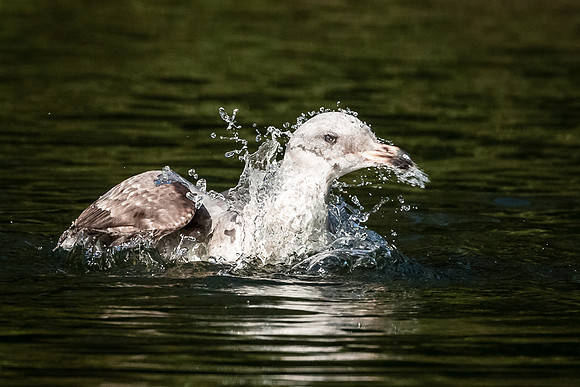 Splish Splash