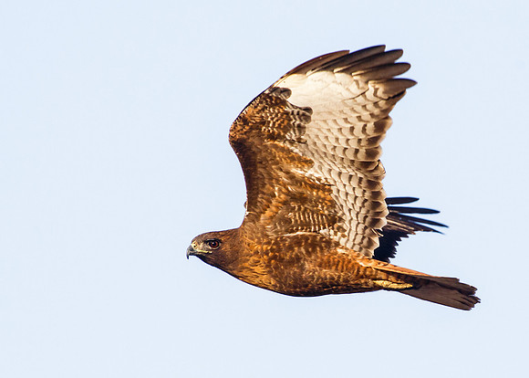 Rufous in flight
