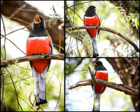 Elegant Trogon