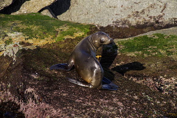 OC-Dana Point Pelagic 2014-5788
