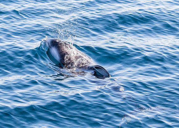Pacific white-sided dolphin