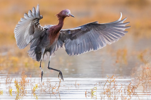 Reddish Egret