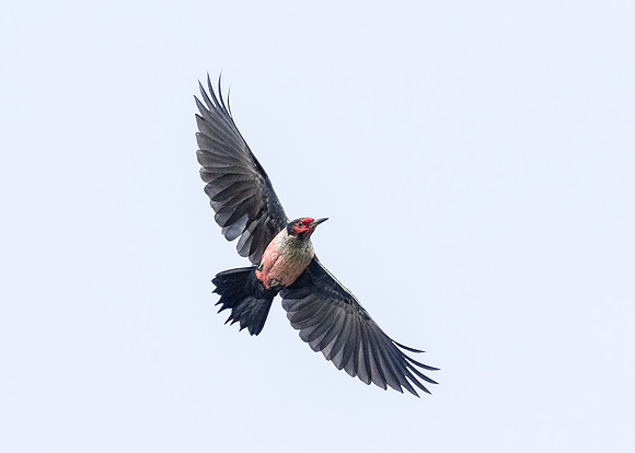 Lewis's Woodpecker
