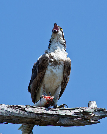 Osprey