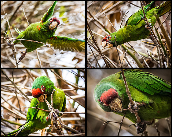 LB-Parakeet 1