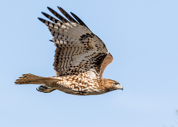 Red-tailed hawk