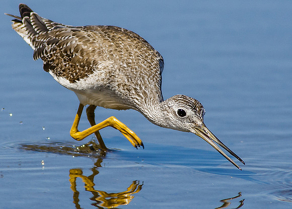 Greater Yellowlegs