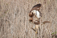 Red Tail Hawk