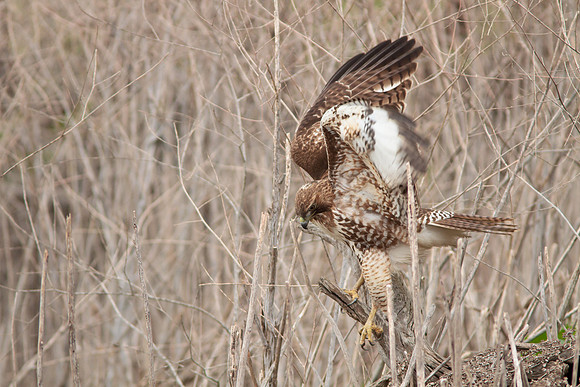 Red Tail Hawk
