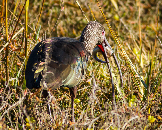 White-faced Ibis
