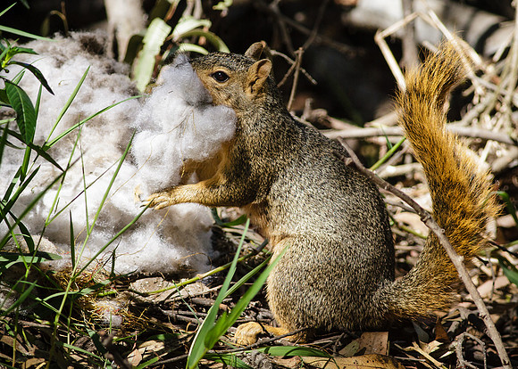 Cotton load