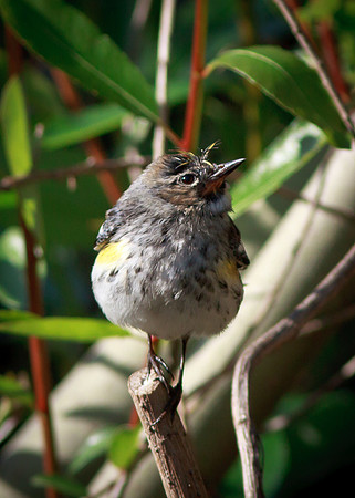 Yellow-rumped Audubon Warbler