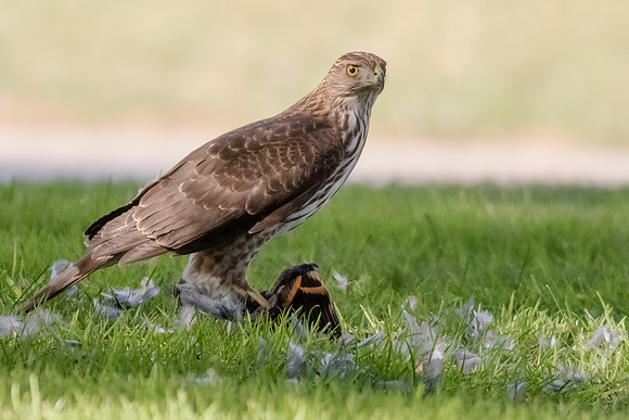 Coopers Hawk with Varied Thrush prey