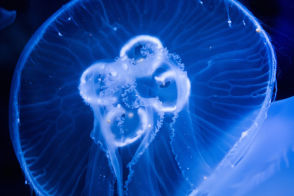 LB-Aquarium-9442-Edit