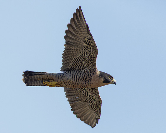 High Speed Hunter