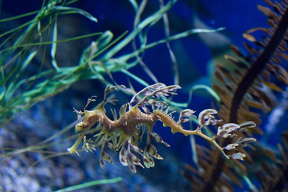 LB-aquarium-0692