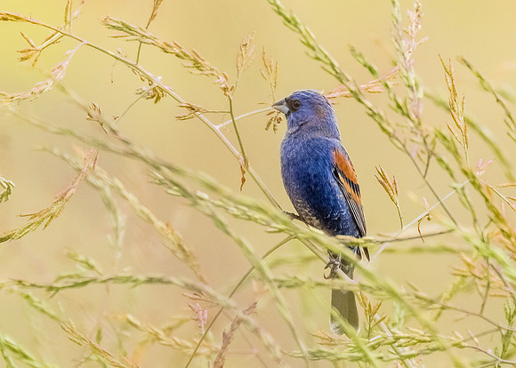Blue gem in the grasses