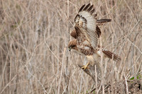 Red Tail Hawk
