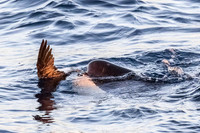 LB-WhaleWaching-2015-6686
