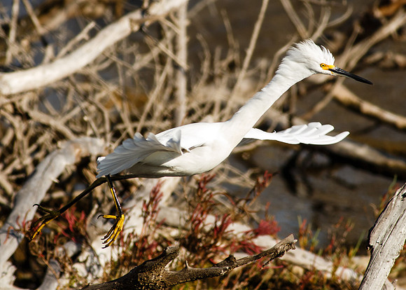 BolsaChica-2013-4941