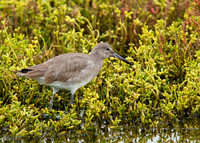 Willet