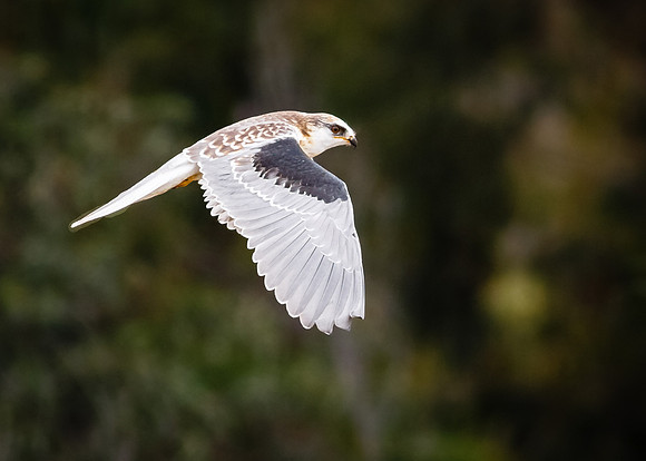 White-tailed kite