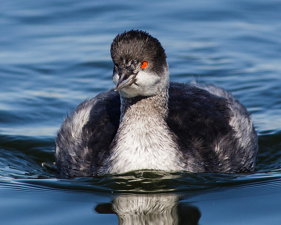 Grebe