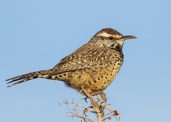 Cactus Wren