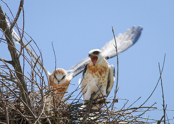 Hear me roar!