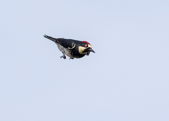 Lewis's Woodpecker