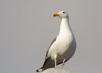 Gull