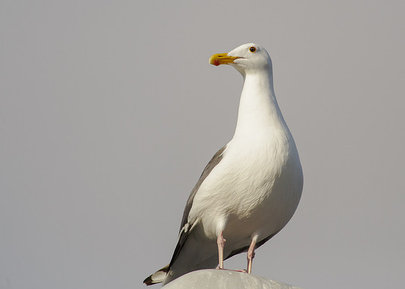 Gull