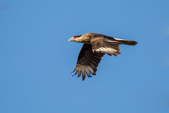 Juvenile Crested Caracara
