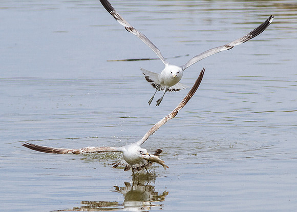Can't let him fly away with my fish......