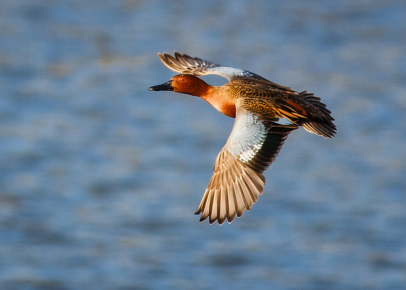 In-Flight