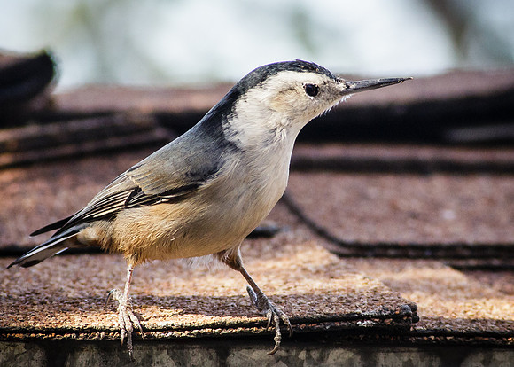 White-breasted Nuthatch