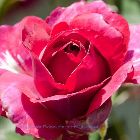 rose-2398