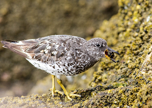 Hard-shell snack