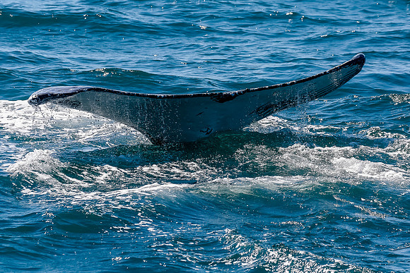 NB-whale watching-5535