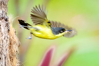 Nesting material to go